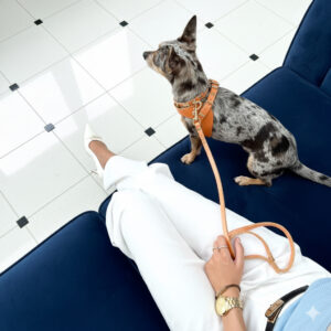 Orange Haute Leash