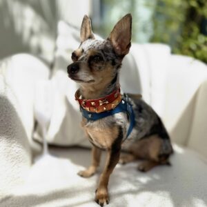 Rouge Mini Haute Collar