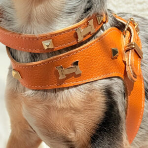Orange  Haute Harness