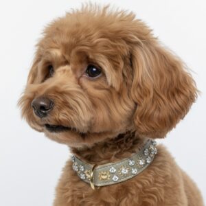 Champagne Sparkle collar