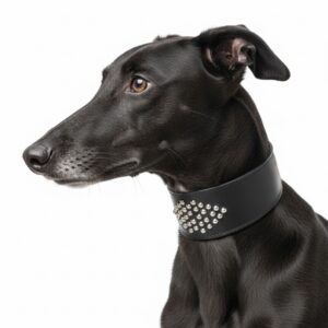 Casino Royale Collar