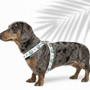 AVEC RIVIERA HARNESS