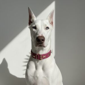 Fuchsia Mega Haute Collar